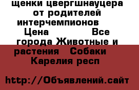 щенки цвергшнауцера от родителей интерчемпионов,   › Цена ­ 35 000 - Все города Животные и растения » Собаки   . Карелия респ.